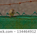 Common Sparrow on Green Fence 134464912