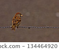 Tree Sparrow with Seed on Barbed Wire 134464920