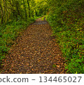 Forest Path with Fallen Leaves 134465027