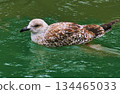 Seagull Swimming in River 134465033