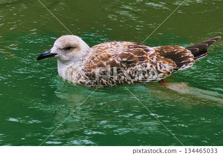 Seagull Swimming in River 134465033