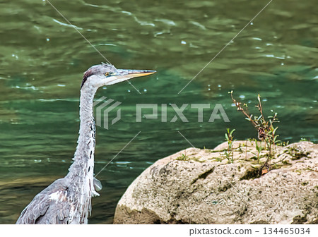Grey Heron in River Hunting Fish Grey Heron in River Hunting Fish 134465034