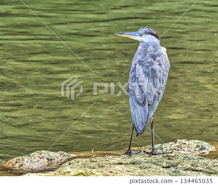 Grey Heron in River Reflection Grey Heron in River Reflection 134465035