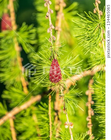 Larch tree fresh pink cones blossom at spring on nature background 134465065