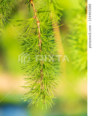 Birch branches with fresh green leaves and seeds. Birch tree branch, Betula pendula. Birch branches with fresh green leaves and seeds. Birch tree branch, Betula pendula. 134465066