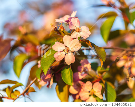 Fresh pink flowers of a blossoming apple tree with blured background 134465081