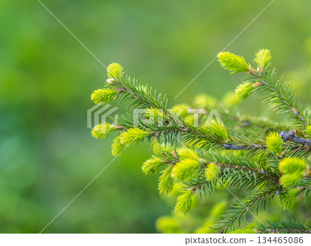 Closeup of fir branches with young buds. Spring nature concept. Fir branches with fresh shoots 134465086