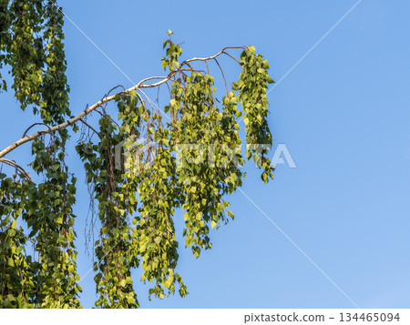 Birch branches with fresh green leaves and seeds. Birch tree branch, Betula pendula. Birch branches with fresh green leaves and seeds. Birch tree branch, Betula pendula. 134465094
