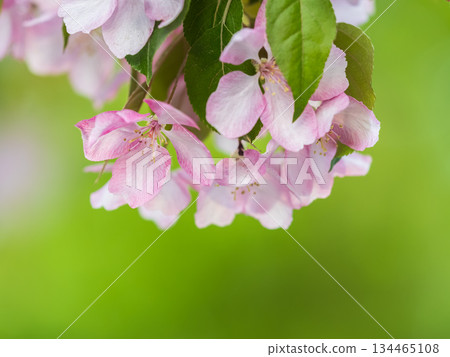 Fresh pink flowers of a blossoming apple tree with blured background 134465108