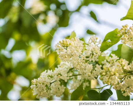 White Blooming Lilac Flowers in spring with blured background 134465113