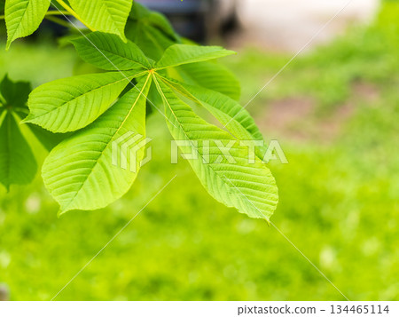 Green Chestnut Leaves in beautiful light. Spring season, spring colors. 134465114
