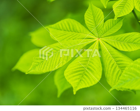 Green Chestnut Leaves in beautiful light. Spring season, spring colors. Green Chestnut Leaves in beautiful light. Spring season, spring colors. 134465116