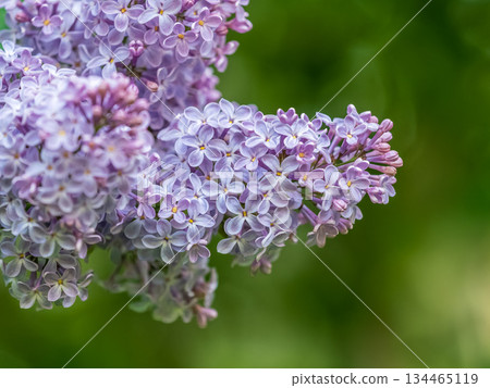 Pink Blooming Lilac Flowers in spring with blured background 134465119