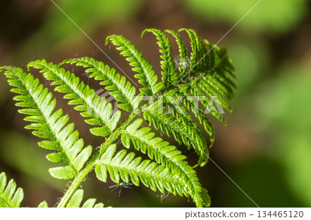 Greem fern Pteridium aquilinum or bracken, brake or common bracken, also known as eagle fern, and Eastern brakenfern Greem fern Pteridium aquilinum or bracken, brake or common bracken, also known as eagle fern, and Eastern brakenfern 134465120