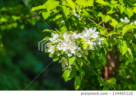 White blossoming apple trees. White apple tree flowers White blossoming apple trees. White apple tree flowers 134465128