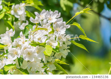 White blossoming apple trees. White apple tree flowers White blossoming apple trees. White apple tree flowers 134465136