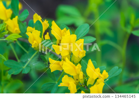 Mimosa flowers branches. Acacia derwentii with yellow flowers. Blooming acacia with yellow flowers. Mimosa flowers branches. Acacia derwentii with yellow flowers. Blooming acacia with yellow flowers. 134465145