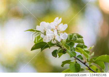 White blossoming apple trees. White apple tree flowers White blossoming apple trees. White apple tree flowers 134465146