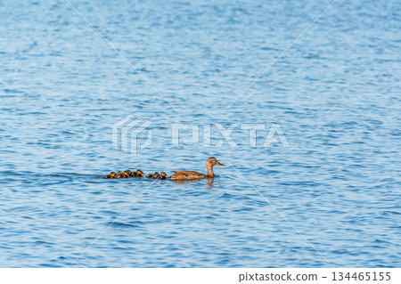 A family of ducks, a duck and its little ducklings are swimming in the water. The duck takes care of its newborn ducklings. Mallard, lat. Anas platyrhynchos 134465155