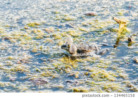 A large green frog sits in the marsh. 134465158