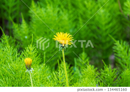 Field of yellow dandelions. Taraxacum officinale, the common dandelion Field of yellow dandelions. Taraxacum officinale, the common dandelion 134465160