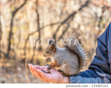 A squirrel in the spring or autumn eats nuts from a human hand. Eurasian red squirrel, Sciurus vulgaris 134465161