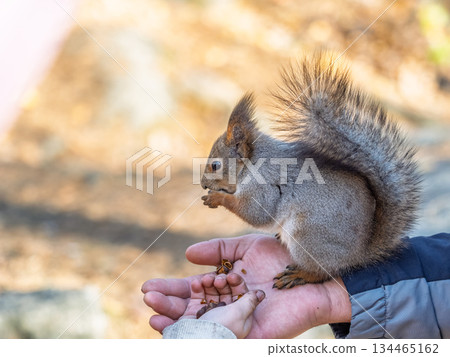 A squirrel in the spring or autumn eats nuts from a human hand. Eurasian red squirrel, Sciurus vulgaris A squirrel in the spring or autumn eats nuts from a human hand. Eurasian red squirrel, Sciurus vulgaris 134465162
