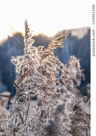 Yellow autumn fluffy feather grass with seeds on curved stems in light wind. Hello autumn concept. Natural background with copy space Yellow autumn fluffy feather grass with seeds on curved stems in light wind. Hello autumn concept. Natural background with copy space 134465166