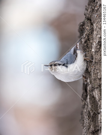 Eurasian nuthatch or wood nuthatch, lat. Sitta europaea, sitting on a tree trunk with a blurred background. Eurasian nuthatch or wood nuthatch, lat. Sitta europaea, sitting on a tree trunk with a blurred background. 134465167