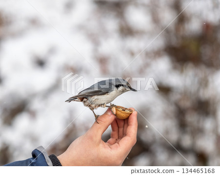 The Eurasian nuthatch eats seeds from a man's hand. Hungry bird wood nuthatch eating seeds from a hand during winter or autumn The Eurasian nuthatch eats seeds from a man's hand. Hungry bird wood nuthatch eating seeds from a hand during winter or autumn 134465168