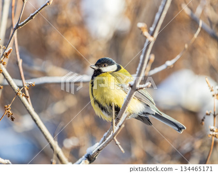 Cute bird Great tit, songbird sitting on the nice branch with beautiful autumn background 134465171