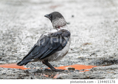 A crow chick, a small crow has fallen out of its nest and is sitting scared on a branch near the ground. A crow chick, a small crow has fallen out of its nest and is sitting scared on a branch near the ground. 134465178