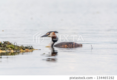 The waterfowl bird Great Crested Grebe swimming in the lake near its nest with eggs 134465192