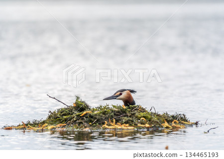 The waterfowl bird Great Crested Grebe swimming in the lake near its nest with eggs 134465193