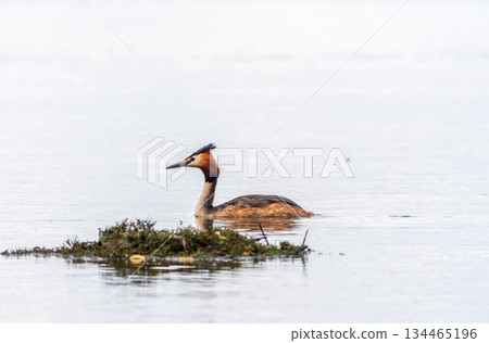 The waterfowl bird Great Crested Grebe swimming in the lake near its nest with eggs 134465196