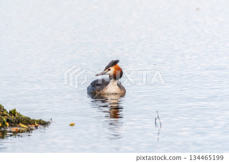 The waterfowl bird Great Crested Grebe swimming in the lake near its nest with eggs 134465199