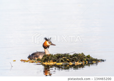 The waterfowl bird Great Crested Grebe swimming in the lake near its nest with eggs 134465200