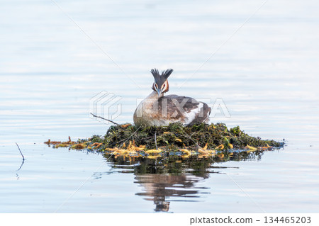 Great Crested Grebe, Podiceps cristatus, water bird sitting on the nest, nesting time on the green lake Great Crested Grebe, Podiceps cristatus, water bird sitting on the nest, nesting time on the green lake 134465203