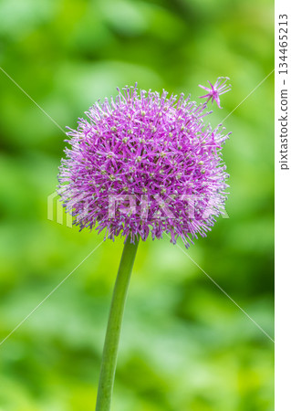 Close-up of the inflorescence of the Rosenbachian onion, Allium rosenbachianum, blooming in the garden Close-up of the inflorescence of the Rosenbachian onion, Allium rosenbachianum, blooming in the garden 134465213