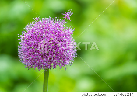 Close-up of the inflorescence of the Rosenbachian onion, Allium rosenbachianum, blooming in the garden Close-up of the inflorescence of the Rosenbachian onion, Allium rosenbachianum, blooming in the garden 134465214
