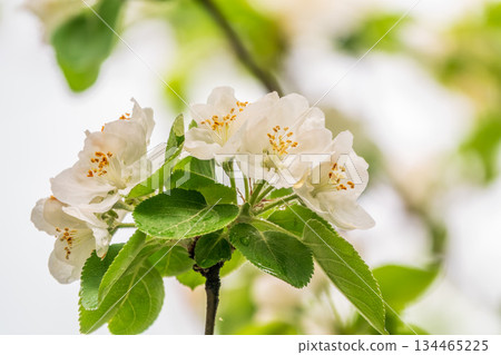 White blossoming apple trees. White apple tree flowers White blossoming apple trees. White apple tree flowers 134465225