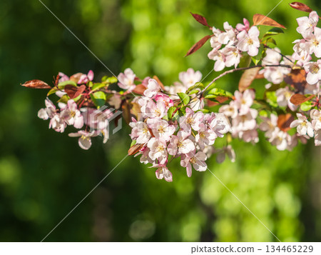 Fresh pink flowers of a blossoming apple tree with blured background Fresh pink flowers of a blossoming apple tree with blured background 134465229