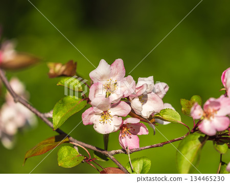 Fresh pink flowers of a blossoming apple tree with blured background Fresh pink flowers of a blossoming apple tree with blured background 134465230