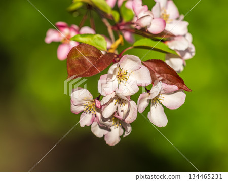 Fresh pink flowers of a blossoming apple tree with blured background Fresh pink flowers of a blossoming apple tree with blured background 134465231