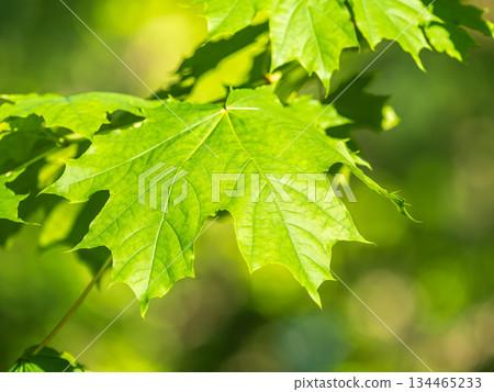 Spring branches of maple tree with fresh green leaves Spring branches of maple tree with fresh green leaves 134465233