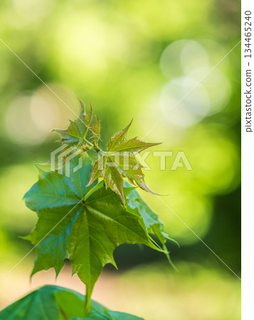 Spring branches of maple tree with fresh green leaves Spring branches of maple tree with fresh green leaves 134465240