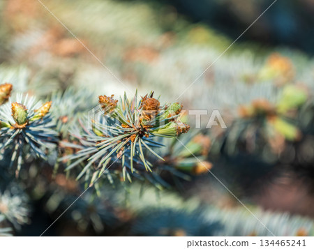 Closeup of fir branches with young buds. Spring nature concept. Fir branches with fresh shoots 134465241