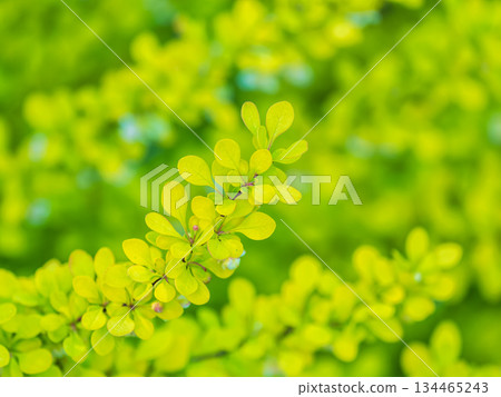 Bush of barberry in the spring with fresh green leaves and small yellow flowers. Branches of bushes with young leaves 134465243