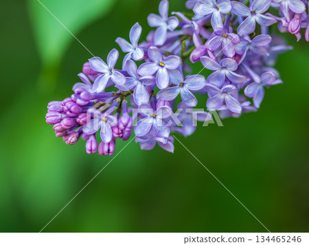 Blue Blooming Lilac Flowers in spring with blured background 134465246