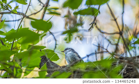 Young White-Breasted Nuthatch Perched on a Branch 134465248
